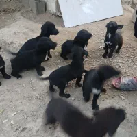 توله سگ پاکوتاه