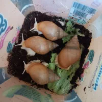 حلزون وکلاژن