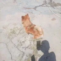 سگ نژاد پالمر روباهی