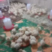 جوجه بیوتی فوق سنگین