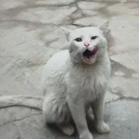 واگذاری گربه