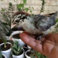 جوجه ورورک ،لاکنولدر و براکل سیلور