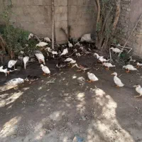 ارد محلی واسرائیلی