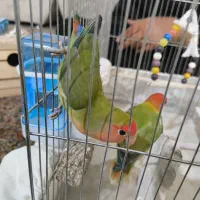 کوتوله برزیلی خوش رنگ