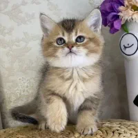 گربه اسکاتیش 20.500 ملیون