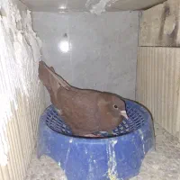 کفتر سرخ