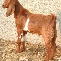 کهره نر دورگ پاکستانی