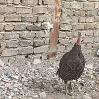 بوقلمون ماده