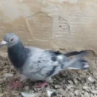 سلام نر پلاکی