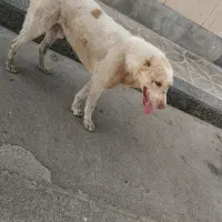 سگ گله