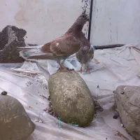 دوعدد کبوتر بچه تازه دانه خور شدن قیمت ۵۰۰ تومان