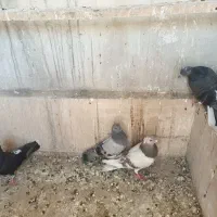 کبوتر کفتر