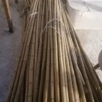 بامبو