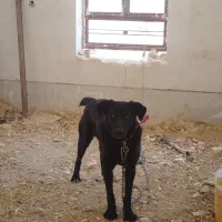 واگذاری سگ نگهبان