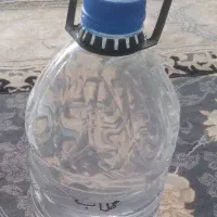 گلاب غنچه تند خونگی ۵۰۰