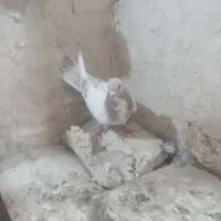 کبوتر عرب و گجله