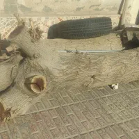 تنه درخت توت