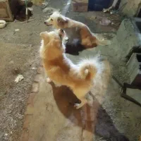 یک‌جفت‌نرماده‌پامر