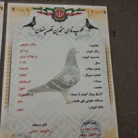 کبوتر|پرنده|کارون, |دیوار