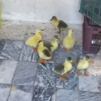 جوجه قوغاز