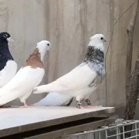 کفتر طوقی هفت رنگ نرو ماده و چپ سیاه