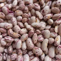 لوبیا چیتی