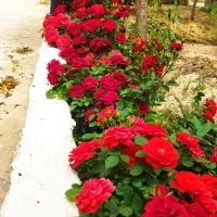 ویلایی ۳۱۰ متری برزش اباد