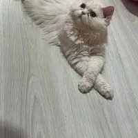 گربه پرشین ماده