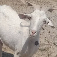 سانن