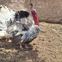 بوقلمون تخم گذار