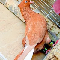 ماده زرد دم سفید پرتقالی پرتقالی از بهترین نسل
