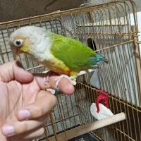 گرینجیک دستی نر جوجه راهب