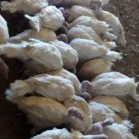 جوجه بوقلمون بیوتی