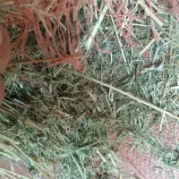 کاه علف زعفران