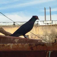 جفت کفتر  کلاغ کلایی با جوجه