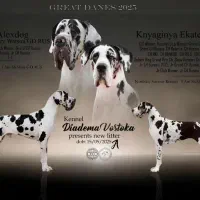 گریفین سگ فول اسا