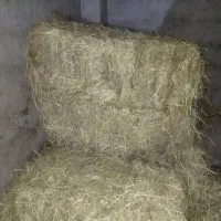 کا دسته بندی شده