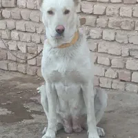 سگ ماچ سرابی