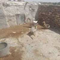 خفت بت