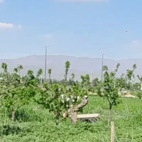 فروش زمین باغی ۲۰۰ متری هفتسنگان سند تک برگ