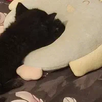 بچه گربه
