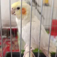 با قفس