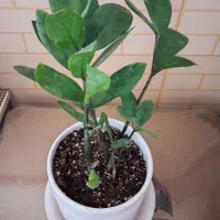 گلهای طبیعی