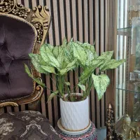 گل طبیعی|گل و گیاه طبیعی|اصفهان, بوستان ناژوان|دیوار