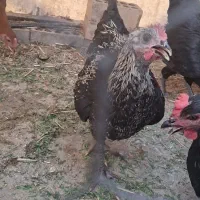 نوچه خروس