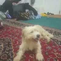 سگ پاکوتاه که
