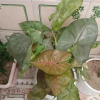 گل طبیعی