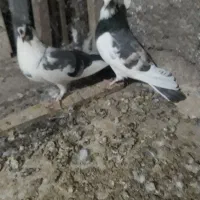 یه جفت پشت دار آلوچه ای