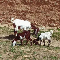 بزو بزغاله پاکستانی اصل