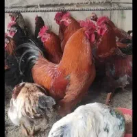 خروس برای قربانی